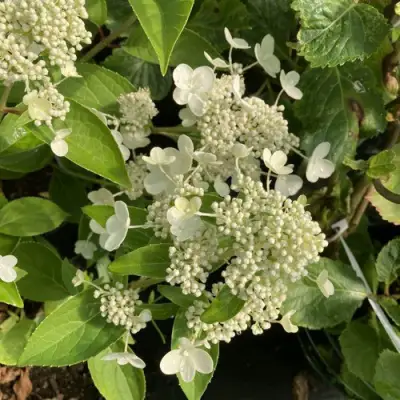 Гортензия ПРИМ ВАЙТ метельчатая в Лиде