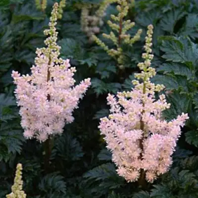 Астильба ЛИЛИПУТ курчавая в Лиде