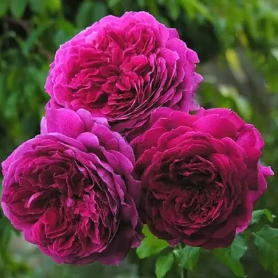 Роза КЕЙТ английская в Лиде