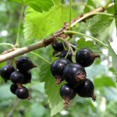 Смородина чёрная ШАРОВИДНАЯ в Лиде