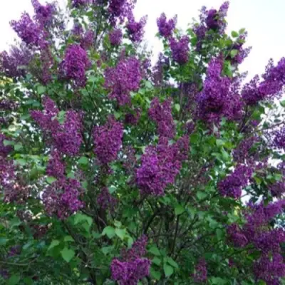 Сирень СУМЕРКИ в Лиде