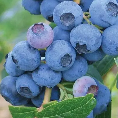 Голубика ЭРЛИБЛЮ в Лиде