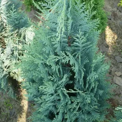 Кипарисовик КОЛУМНАРИС лавсона в Лиде