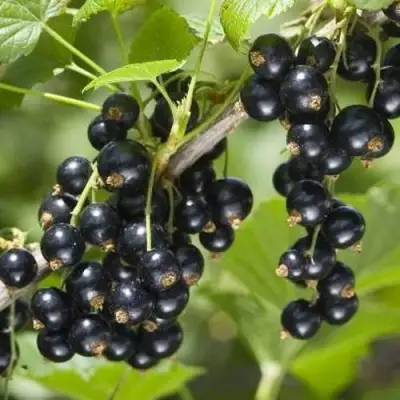 Смородина чёрная ВОЛШЕБНИЦА в Лиде