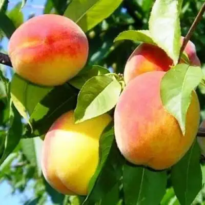 Персик ПАМЯТЬ ЛОЙКО в Лиде