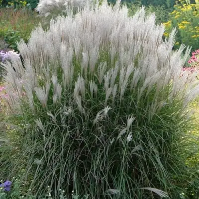 Мискантус КЛЯЙН СИЛЬБЕРСПАЙН китайский  в Лиде