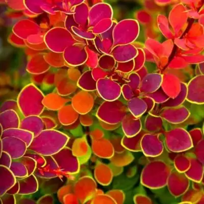 Барбарис ОРАНЖ САНРАЙЗ тунберга в Лиде