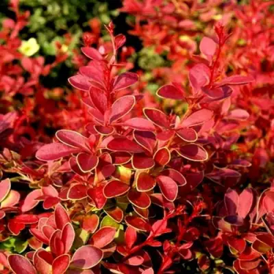 Барбарис КОРАЛ тунберга в Лиде