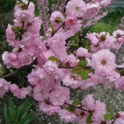 Миндаль ТРЁХЛОПАСТНЫЙ (луизеания) в Лиде