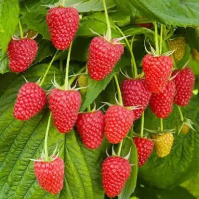 Малина БРУСВЯНА в Лиде