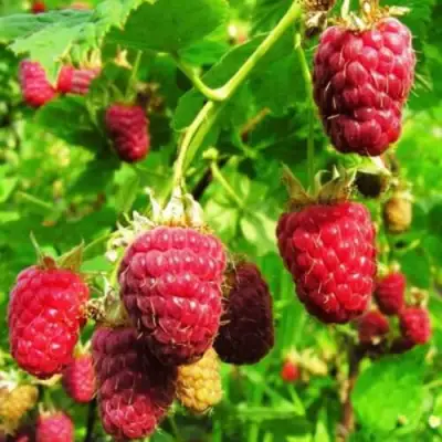 Малина ДЖОАН ДЖИ (ДЖОАН ДЖЕЙ) в Лиде