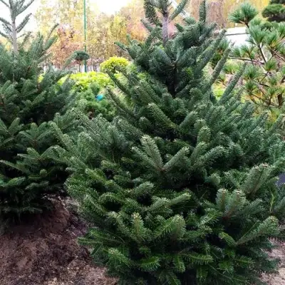 Пихта ФРАЗЕРА в Лиде