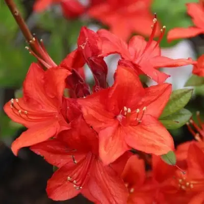 Азалия ПАРКФАЕР листопадная в Лиде