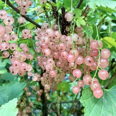 Смородина розовая ГОЛЛАНДСКАЯ РОЗОВАЯ в Лиде