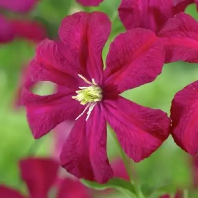 Клематис МАДАМ ДЖУЛИЯ КОРРЕВОН в Лиде