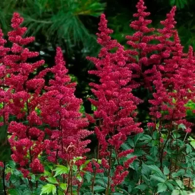 Астильба БУРГУНДИ РЕД Арендса в Лиде