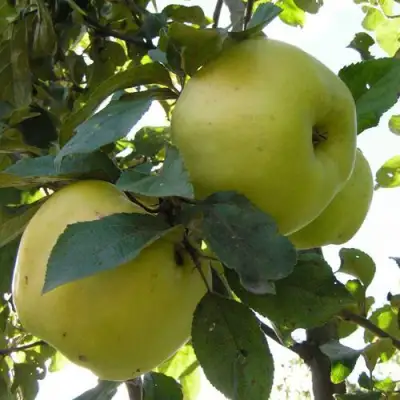 Яблоня АНТОНОВКА ОБЫКНОВЕННАЯ в Лиде