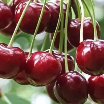 Вишня УЙФЕХЕРТОЙ ФЮРТОШ в Лиде