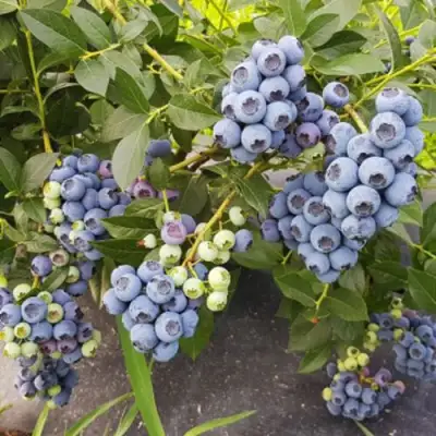 Голубика ОСОРНО в Лиде