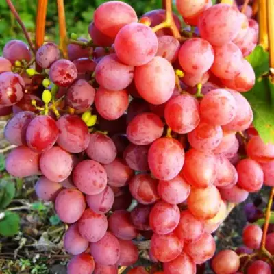 Виноград КИШМИШ КРАСНЫЙ в Лиде