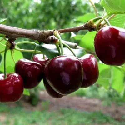 Вишня МОРОЗОВКА в Лиде