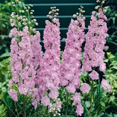 Дельфиниум ПЕТТИКОУТ гибридный в Лиде