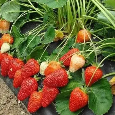 Клубника РОКСАНА в Лиде