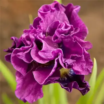 Ирис БАНДЛ ОВ ДЖОЙ сибирский в Лиде