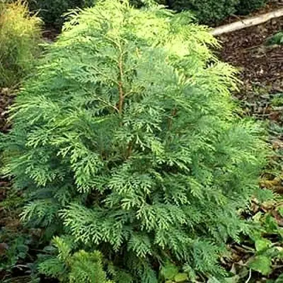 Кипарисовик САНКИСТ лавсона в Лиде