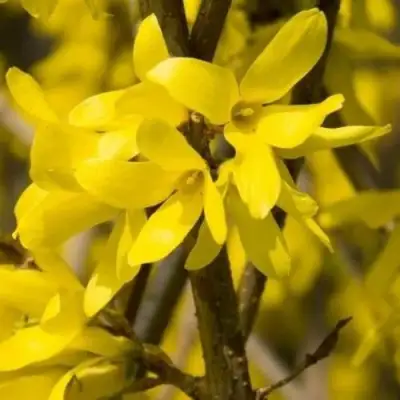 Форзиция ТАРАНДТ промежуточная в Лиде