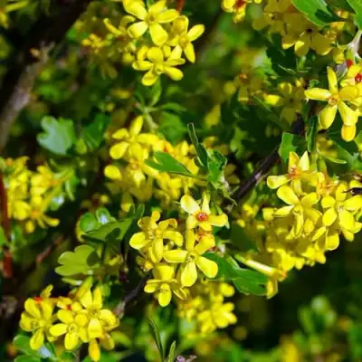 Смородина золотистая ВИШНЕВАЯ в Лиде