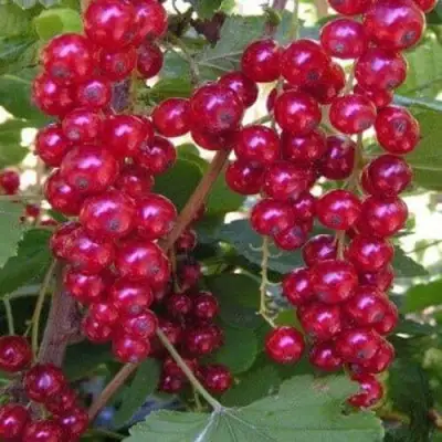 Смородина красная ПУРПУРНАЯ в Лиде