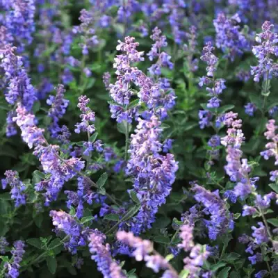 Котовник СИКС ХИЛЛС ГИАНТ в Лиде