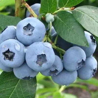 Голубика БЛЮЭТТА в Лиде