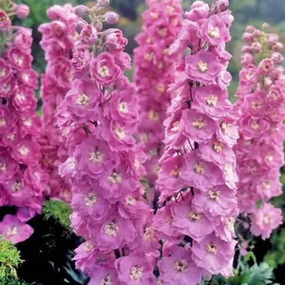 Дельфиниум ДЕЛЬФИС ПИНК ПАУЭ высокий в Лиде