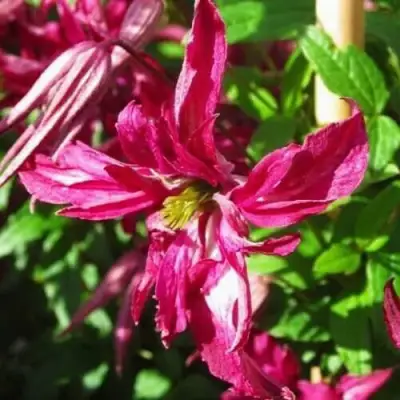 Клематис РОЗАЛИН в Лиде