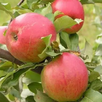 Яблоня АУКСИС в Лиде