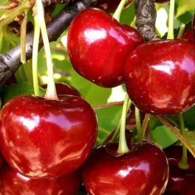 Черешня МИНЧАНКА в Лиде