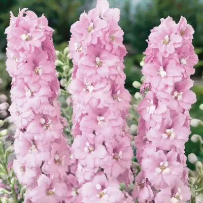 Дельфиниум ПЕТТИКОУТ гибридный в Лиде