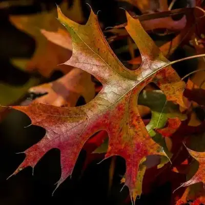 Дуб болотный в Лиде