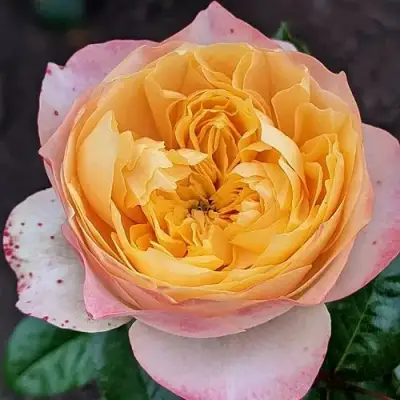 саженцы розы Голден Вувузела