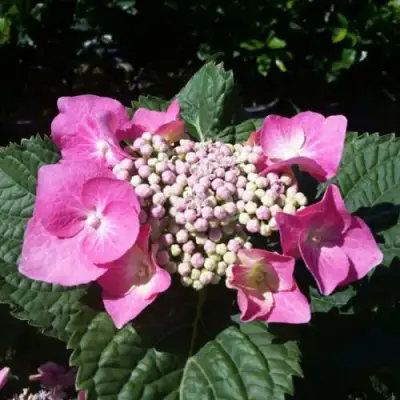 Гортензия БЛАУМАЙС (БЛАУМАЙЗЕ) крупнолистная в Лиде