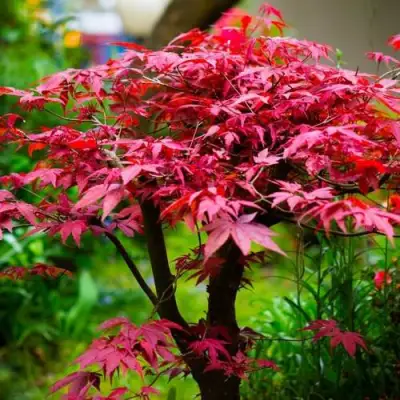 Клен дланевидный АТРОПУРПУРЕУМ в Лиде