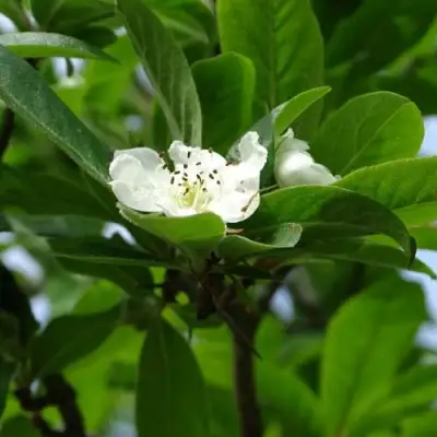 МУШМУЛА  в Лиде