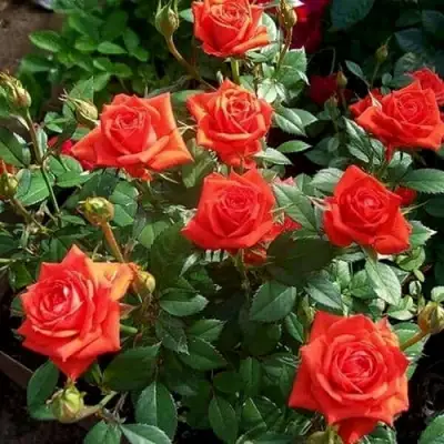 Роза ОРАНЖ ДЖЕВЕЛ миниатюрная в Лиде