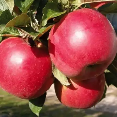 Яблоня РУБИН в Лиде