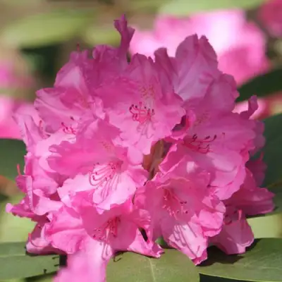 Рододендрон ЛУМИНА в Лиде