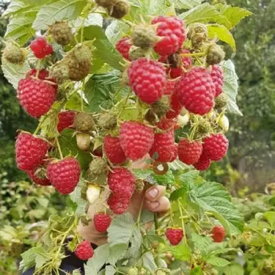 Малина ТАДМОР в Лиде