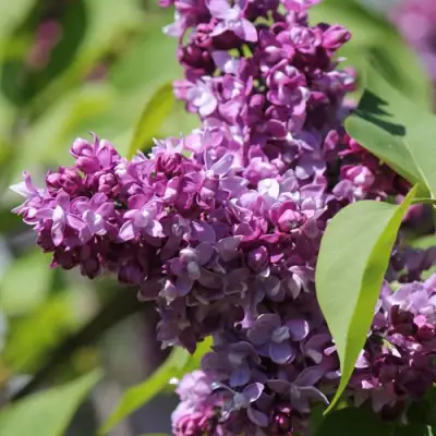 Сирень ИЗОБИЛИЕ в Лиде