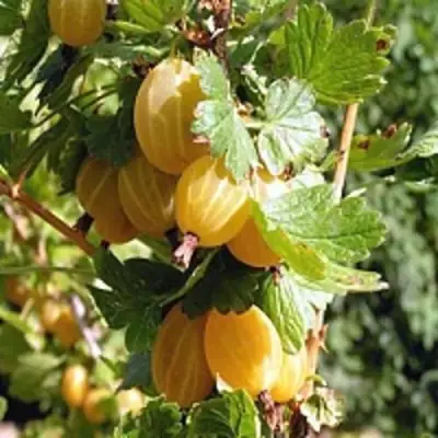 Крыжовник КУРШУ ДЗИНТАРС  в Лиде